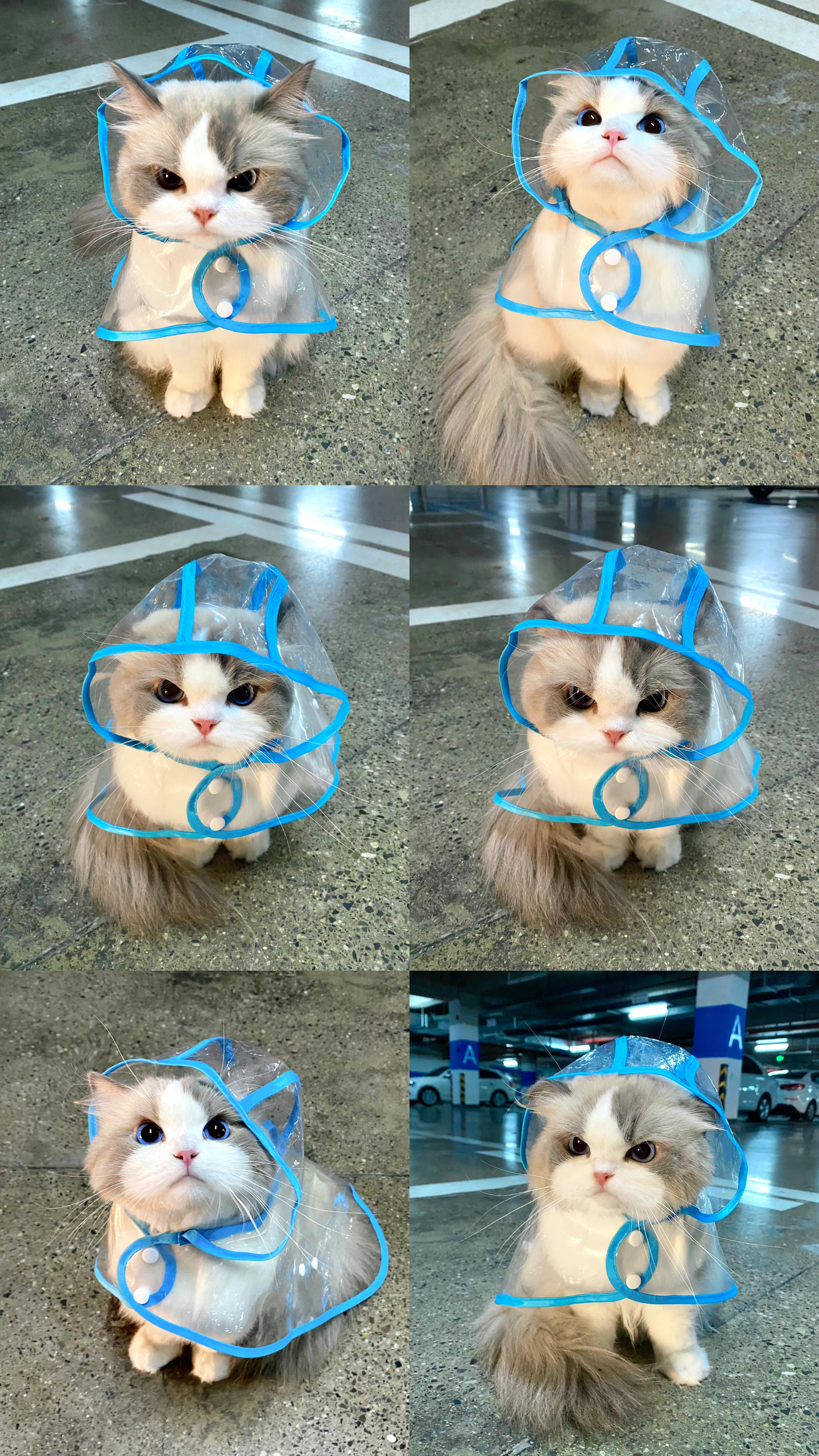 雨衣猫-010-摄莓图